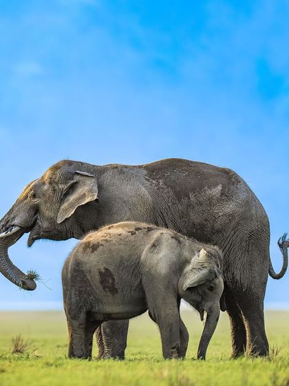 Two elephants stand together against a bright blue sky, a simple yet powerful image of their companionship.