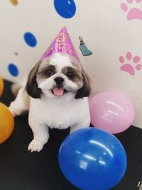 Pet Birthday Party Package