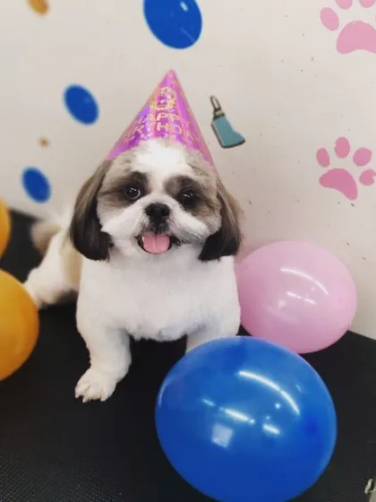 Let's get the paw-ty started! We love celebrating your pet's special days with them. This adorable Shih Tzu is enjoying a birthday grooming session, complete with festive decorations right inside our van.