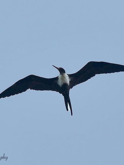 Avian Wonders: A World of Wings photo 74