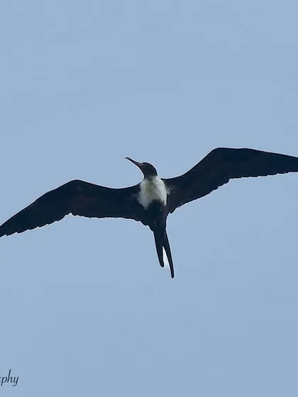 A Christmas Island Frigatebird, a vulnerable species, soaring over Mumbai. Pelagic birding trips offer the chance to see incredible seabirds like this.