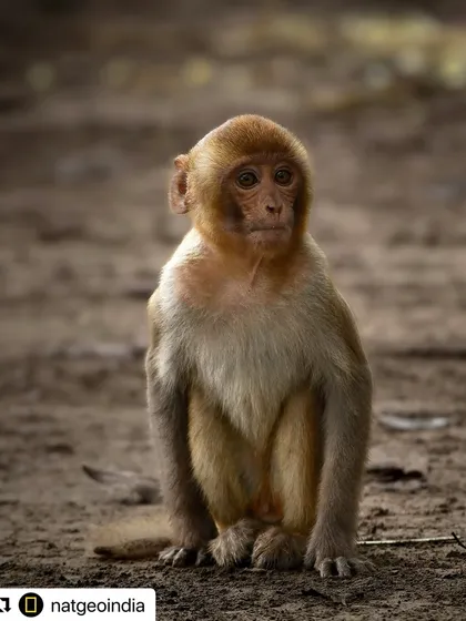 So grateful to National Geographic India for featuring my photo of a Rhesus Macaque. They jokingly called it my self-portrait, which I find hilarious! It's an honor to be featured by such an iconic institution.