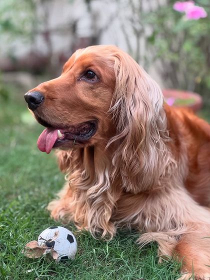 "Good looks, good looks, and good looks!" Posto relaxing in the garden, looking effortlessly handsome.