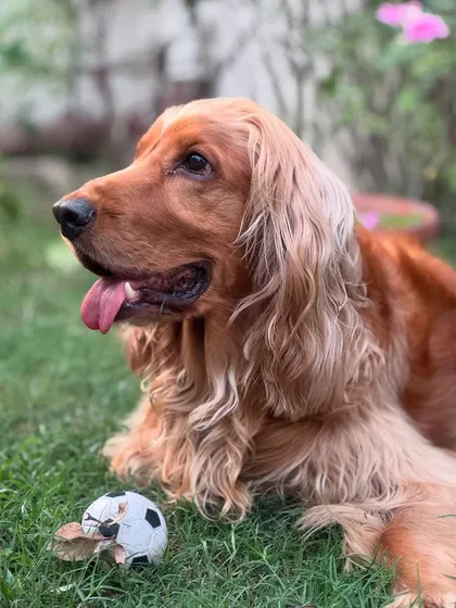"Good looks, good looks, and good looks!" Posto relaxing in the garden, looking effortlessly handsome.