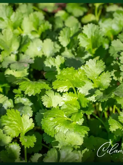 Cilantro, or *dhaniya*, is a staple in Indian cooking. It's a fast-growing herb that you can harvest continuously for the freshest flavor in your dishes.