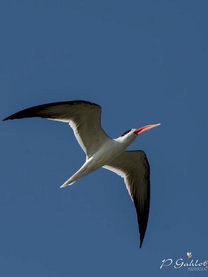An endangered Indian Skimmer in flight, its unique scissors-like bill clearly visible.