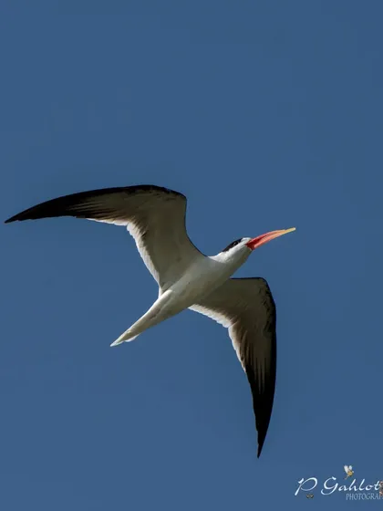 An endangered Indian Skimmer in flight, its unique scissors-like bill clearly visible.