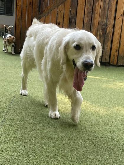 Becky's Bow Wow House - Dog Boarding (Overnight & Long-Term) Quiet Time & Cuddles photo 4