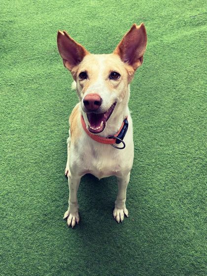 Becky's Bow Wow House - Dog Daycare Happy Faces & Close-Ups photo 15