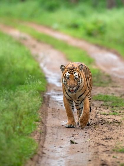 A tiger on a muddy track in Kabini after a downpour. These scenes tell a story of the environment and the animal's adaptation to it, adding depth to the wildlife narrative.
