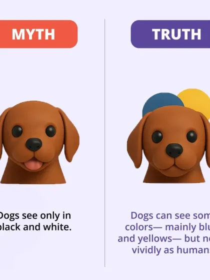 CarryMyPet - Pet Travel & Parenting Consultation Pet Parenting & Wellness photo 10