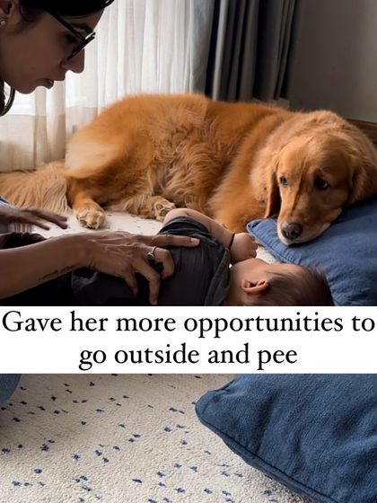 Nitika Ahlawat - Dog and Child Safety & Integration Our Family Album photo 22