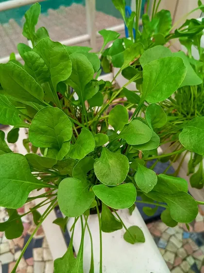 Lush, green spinach growing in a hydroponic channel. This is one of the easiest and most rewarding leafy greens to grow at home.