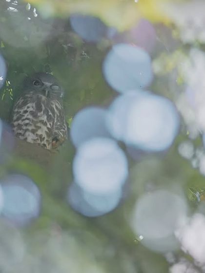 A multiple exposure shot combining a Brown Hawk Owl with the bokeh of its surroundings, creating a dreamy, illusory effect.