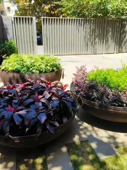 The lighting here really brings out the deep purples and bright greens of the plants in these large planters. This is a great example of a hassle-free, professional-looking garden solution.