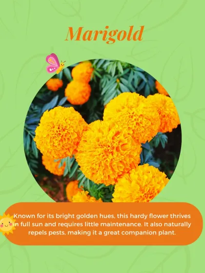 Marigolds are a top choice for easy-to-grow flowers. They thrive in full sun, require little maintenance, and even help repel pests from your vegetable patch.