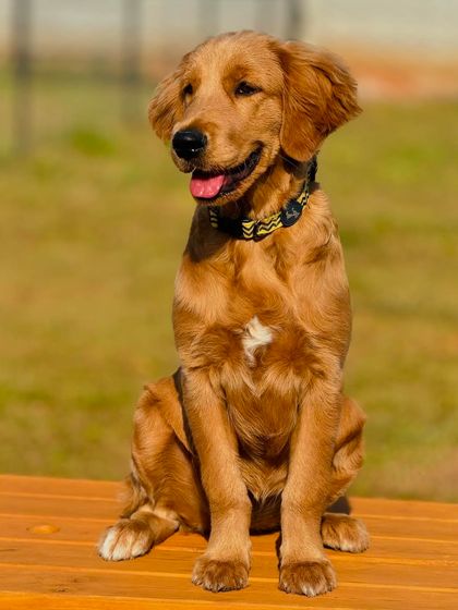 The Pawsome Camp - Dog Daycare & Boarding Our Pack: Portraits from the Camp photo 30