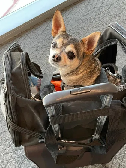 A tiny traveler peeking out of their carrier. For in-cabin flights, the carrier must fit under the seat in front of you, and I make sure to provide the correct size.