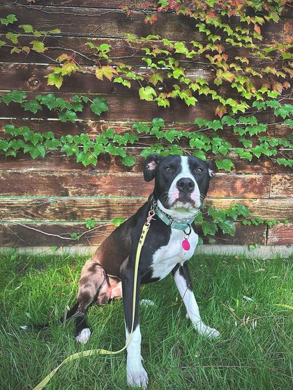 Tulsa Dog Trainer - Immersive Board & Train Programs Rescue & Adoption Spotlights photo 4