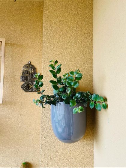 A simple, elegant wall planter can add a touch of green without cluttering your space. This peperomia plant is perfect for this spot, adding a pop of life to a warm, sunlit wall.