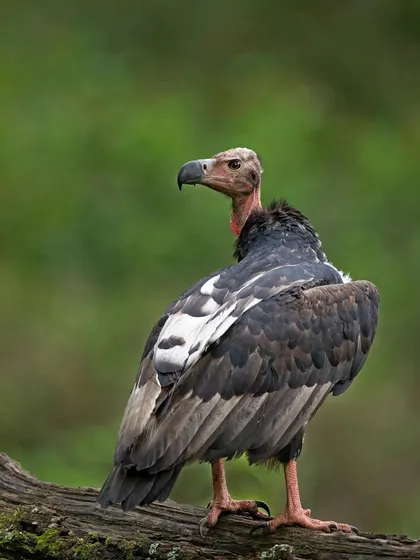 A Red-headed Vulture seen from behind, showing the distinct white patches on its wings that are visible in flight.