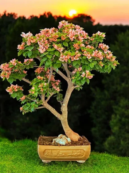 A beautifully composed shot of a peach-pink Bougainvillea against a sunset sky. This image captures the poetic and tranquil mood that a bonsai can evoke.