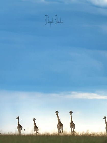 A symphony of nature. This tranquil moment, with the giraffes silhouetted against the sky, feels like a masterpiece painting. It’s a celebration of light, earth, and life.