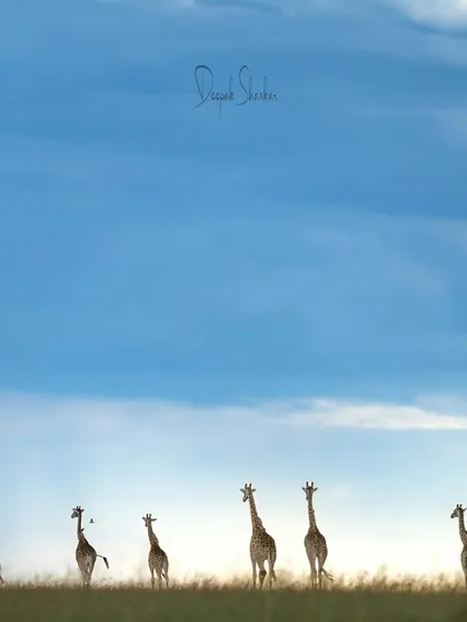 These images further celebrate the giants of Africa. From the gentle giants like giraffes and elephants to the striking patterns of zebras, each photo tells a story of life on a grand scale.