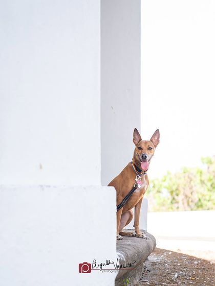 Pragalbh - Animal Rescue & Advocacy Photography Adoption Portfolios: Soulful Portraits for a Second Chance photo 12