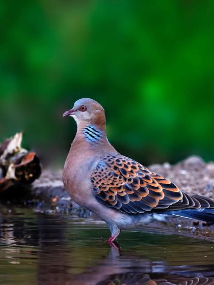 A Turtle Dove stands in shallow water, its reflection captured below. This peaceful scene shows the bird drinking or bathing at the water's edge.