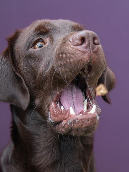The perfect action shot of Loki catching a treat in the studio. High-speed lighting freezes the moment, capturing his excitement and focus.