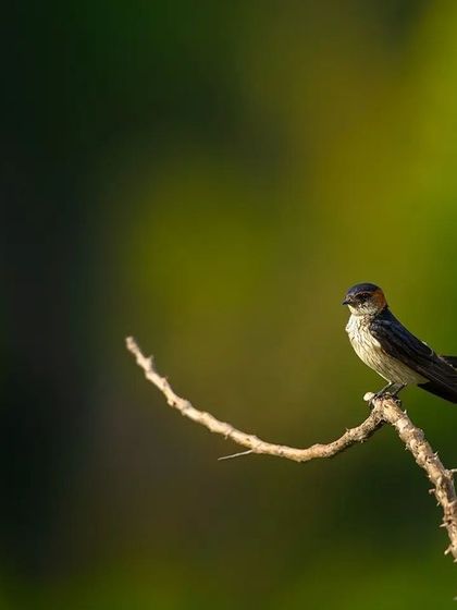 A series showing Red-rumped Swallows perched on a delicate branch. I've included both the raw and processed images to give insight into my editing process and how I enhance the natural beauty of the scene.