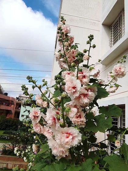 Look at this magnificent Hollyhock! A client took this home as a tiny sapling and, with a little care, grew it into this beautiful flowering tower. We love seeing our plants thrive in their new homes.