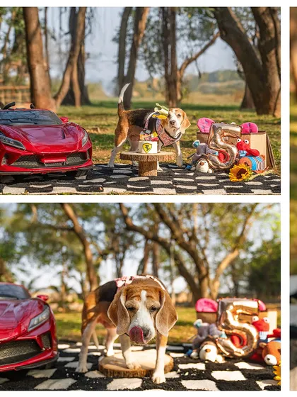 A collage from Rrari the beagle's birthday cake smash. The shots capture her enjoying her cake next to a toy Ferrari, a celebration of her life and spirit.
