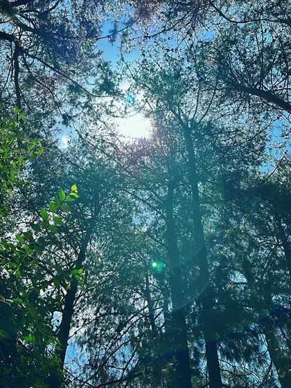 Looking up at the sun through the tall pine trees of Kodaikanal's famous pine forest.