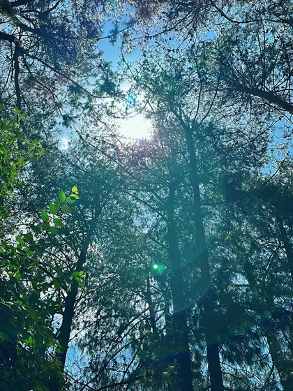 Sunlight filtering through the pine forests of Kodaikanal.