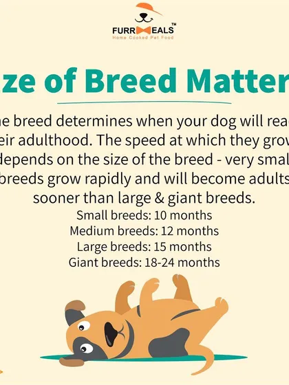 This extensive library of educational content covers everything a pet parent needs to know, from the benefits of turmeric and moringa to tips for hydration, sleep, dental health, and raising a new puppy.