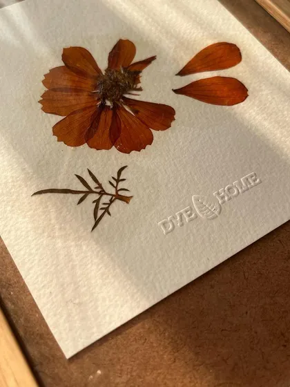 Another angle of the pressed cosmos, showing the texture of the handmade paper and the natural wood frame. I am currently working on a full catalog of these botanical art pieces.