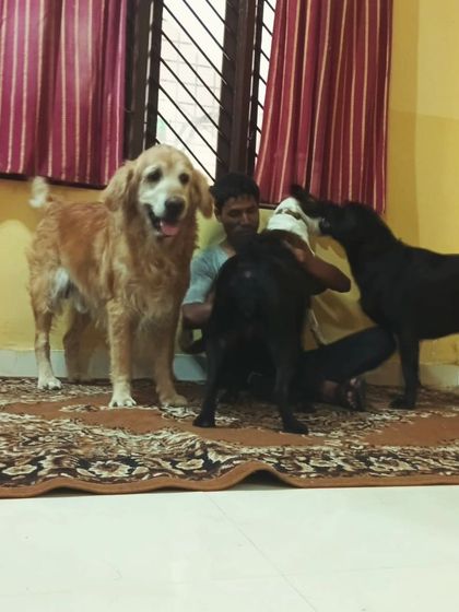 A golden retriever and two black dogs all vying for attention.