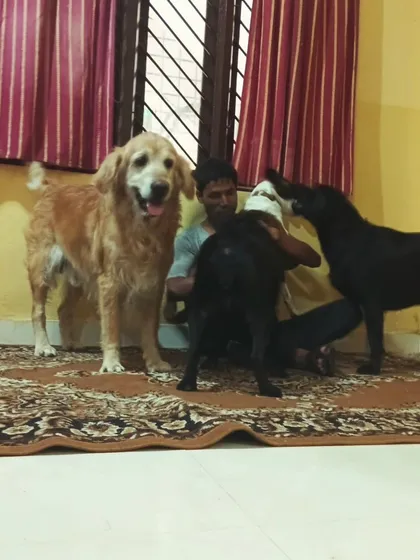 A golden retriever and two black dogs all vying for attention.
