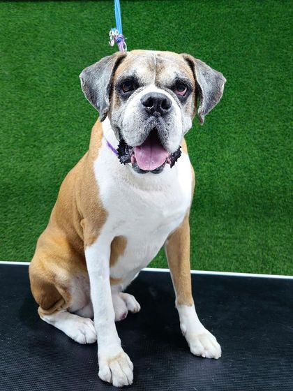 Pets Forever - Full Service Dog Grooming Complete Grooming for All Breeds photo 4