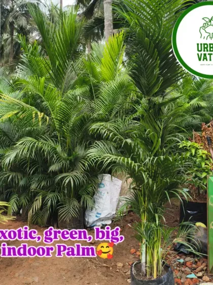 A large, exotic indoor palm ready to be the centerpiece of a room.