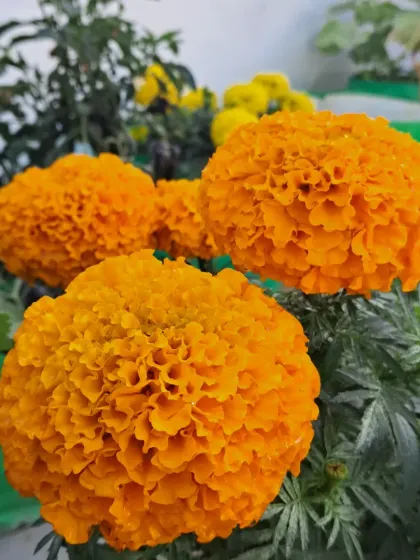 Bhardwaj - Urban Gardening Consultation A Riot of Colorful Flowers photo 92