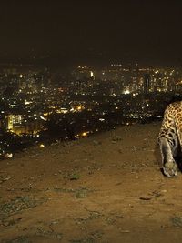 Wildlife & Conservation Photography