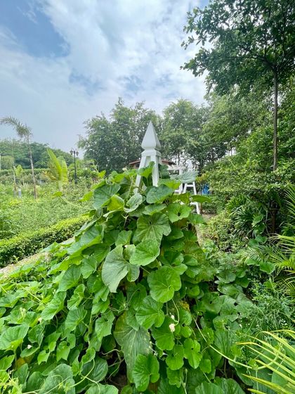 Whispering Gardens - Landscape & Garden Design Sprawling Farmhouse & Villa Estates photo 52