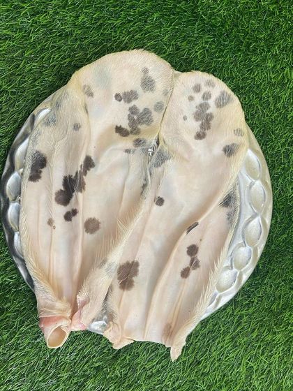 A pack of ten raw goat ears. These can be fed as is for a chewy treat or dehydrated at home for a longer lasting snack.