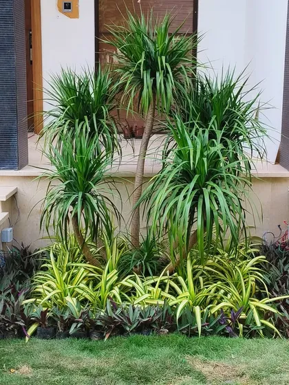 A clear, straight-on shot of this entrance arrangement. The combination of Dracaena, Song of India, and Rhoeo plants creates a tropical and inviting feel.