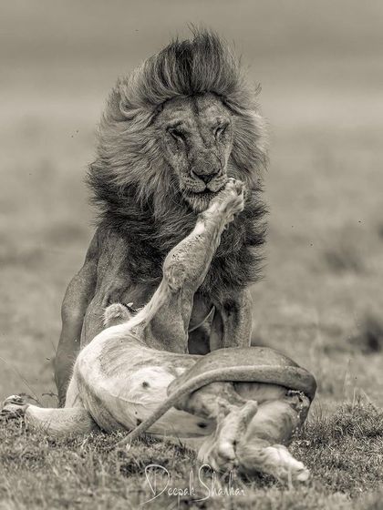 Conversations. This image captures the raw, passionate, and complex dynamics of the lion kingdom. It's a dance of dominance, curiosity, and primal instinct.
