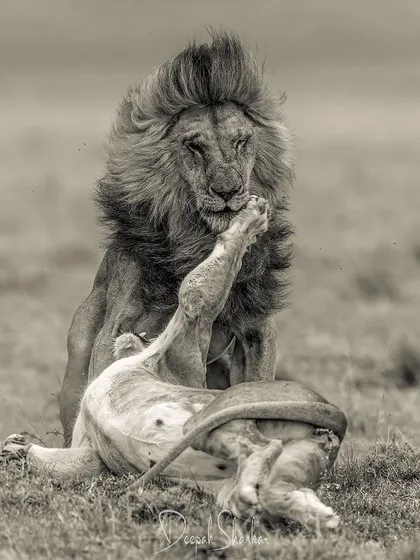 A moment of intense interaction between a male and female lion. This image captures the raw, primal dynamics that govern the lion kingdom, a story of dominance and instinct playing out on the savannah.