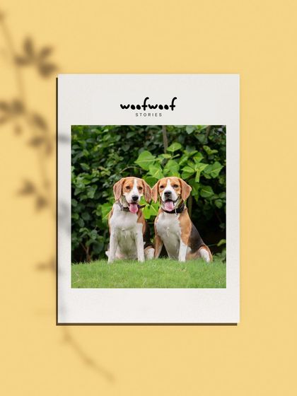 WoofWoof Stories - Pet & Family Photography Paws & Parties photo 15